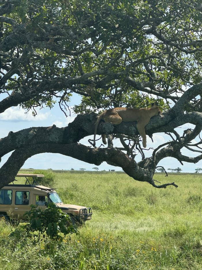 Photograph of a lion laying on a tree branch above the ground, with a vehicle parked next to the tree